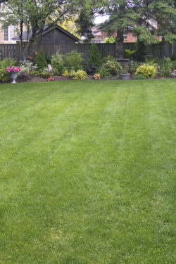 Gardening & Landscaping