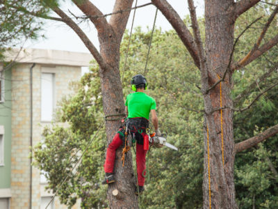 Tree Surgery: When You Might Need a Tree Dismantling