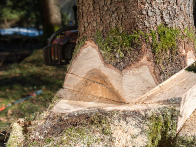Everything you Need to Know About Tree Felling