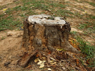 Why Stump Removal is Important for your Garden