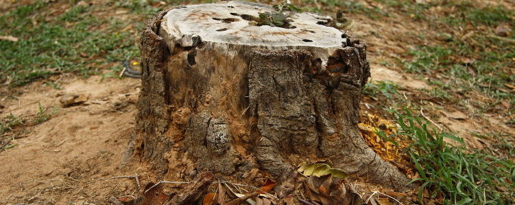 stump removal