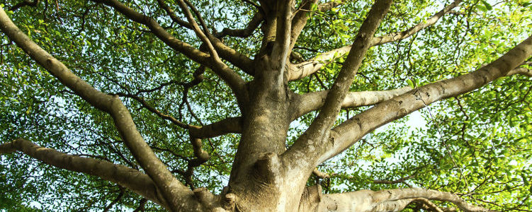 tree preservation orders
