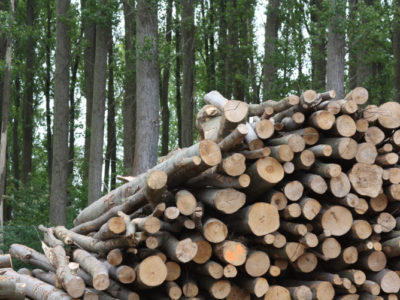 Is a Log-Fuelled Biomass Boiler For You?