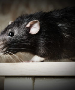 Pest Control