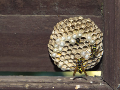 flying insect infestation