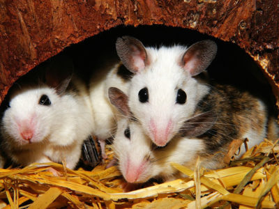 rodent infestation