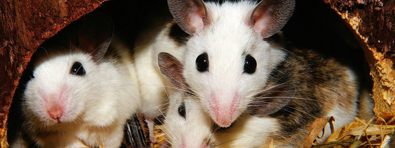 rodent infestation