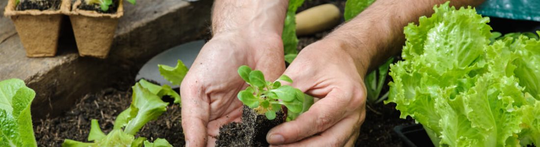 home-gardening