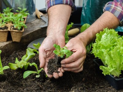 3 Ways to Grow Food All Year Round