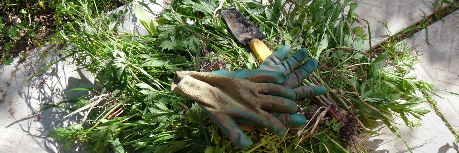 9 Common Weeds and how to Handle Them