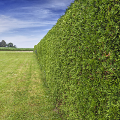 Draw a Bird Day: Use Hedges to Welcome Birds into Your Garden