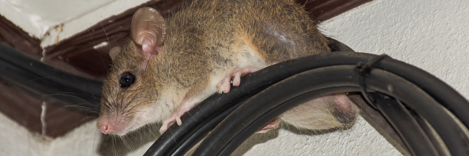 Rat Catcher’s Day: 5 Ways to Prevent a Rat Infestation