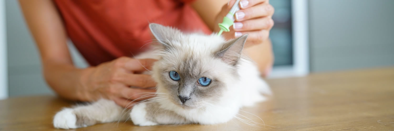 How to Get Rid of Fleas in your Home