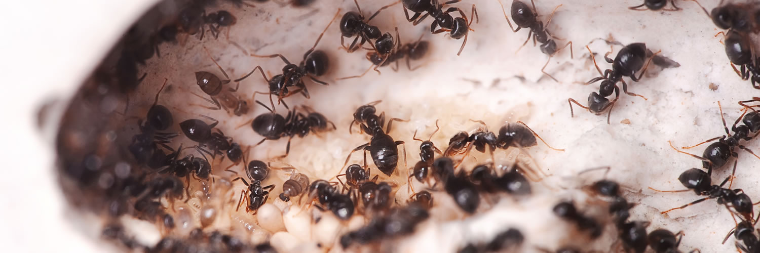 How to Banish Carpenter Ants from Your Home