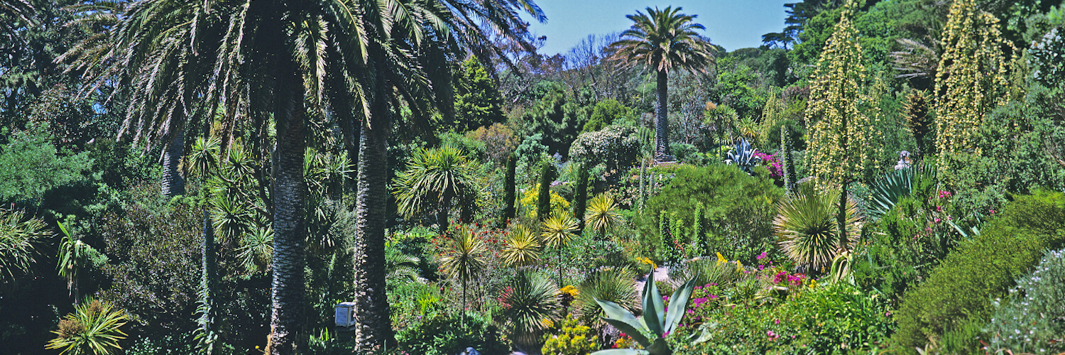 Mediterranean Gardens: The Ultimate Guide