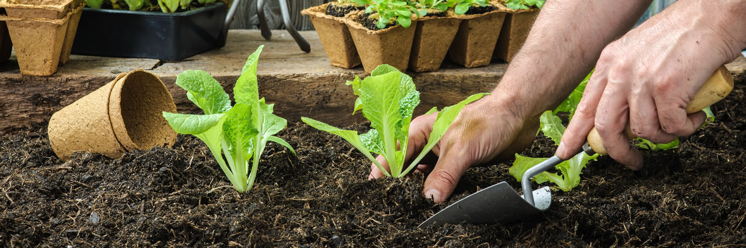 6 tips for creating a sustainable garden