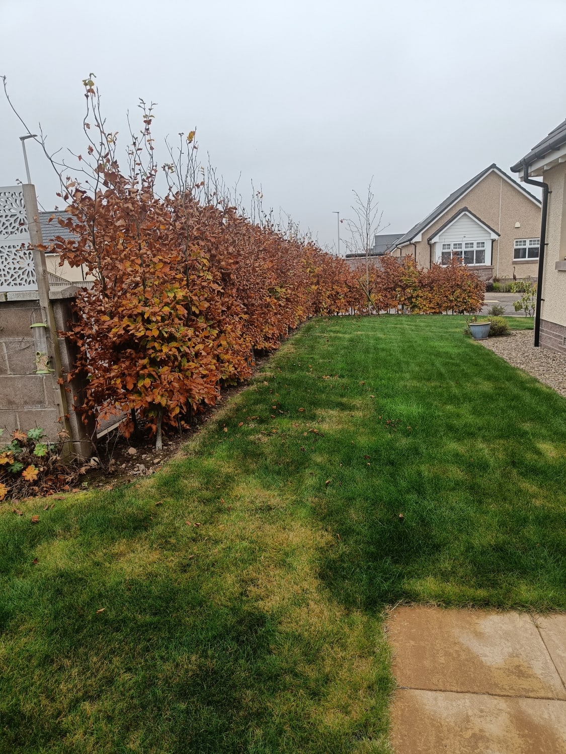 Beech hedge trimming in Forfar DD8