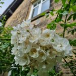 Installing high level wire for climbing roses in Matlock