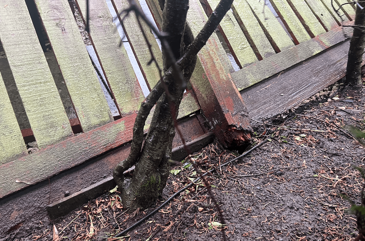 Wooden fence repair and post replacement in Glasgow